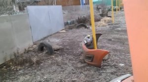 Волговские сигналы на калину