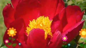 Пион молочноцветковый Скарлет О'Хара. Краткий обзор, описание характеристик, где купить саженцы