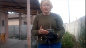 Посадка магнолии "Сюзан" гибридная.