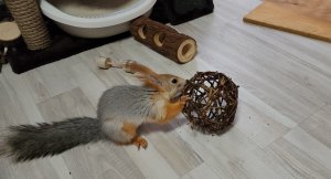 Нашей Молли исполнился 1 годик! 🎉🐿️🎁