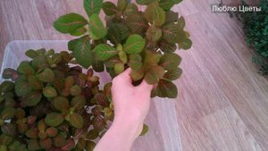 Фиттония вытягивается?!