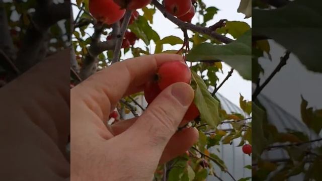 Маленькие китайские яблоки на ВДНХ смотреть онлайн