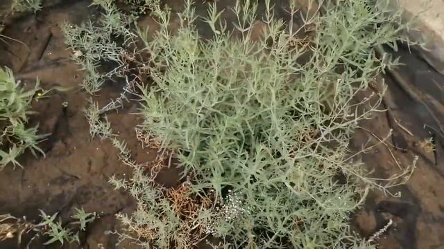 Гипсофила в грядке. смотреть онлайн