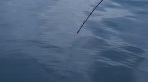 ECOODA ELECTRIC REEL EZH3000 5000