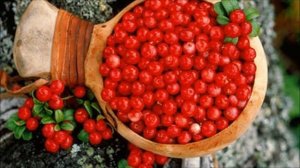 Выращивание Клюквы как бизнес идея