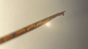 Живое Жало пчелы под микроскопом Living Bee Sting under the Microscope