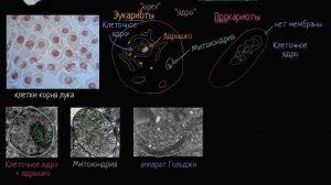 Прокариот и эукариот (видео 5) Строение клетки Биология.mp4