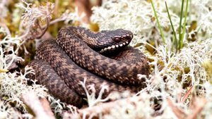 Что делать если укусила змея (гадюка). Первая помощь при укусах ядовитой змеи