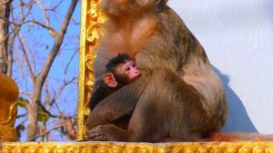 Newly monkey baby looks very hungry, super cute moment of newborn monkey baby, No milk for cute bab