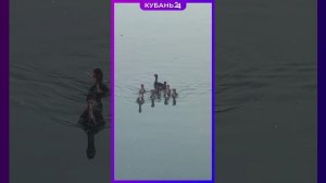Многодетная семейка на городском озере в Горячем Ключе