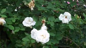 Frau Karl Druschki rose
