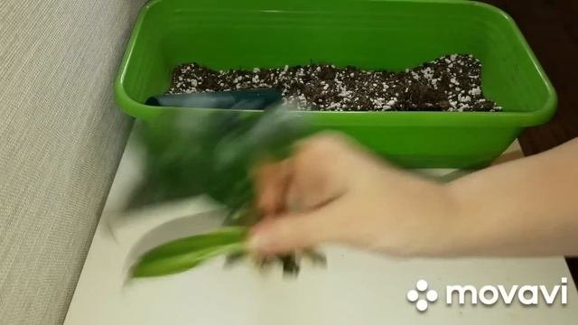 КОМНАТНЫЕ РАСТЕНИЯ(ЦВЕТЫ).ПОКУПКИ.НОВОСТИ.ДЕЛА.