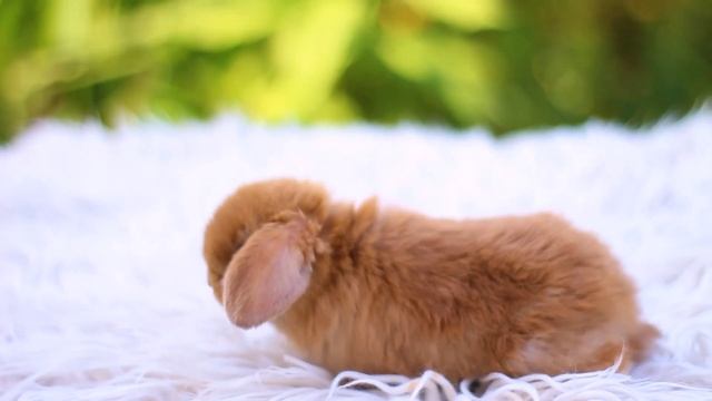 ДВ Заря, минилоп кролик, девочка, тюрингенский шоколадный смотреть онлайн