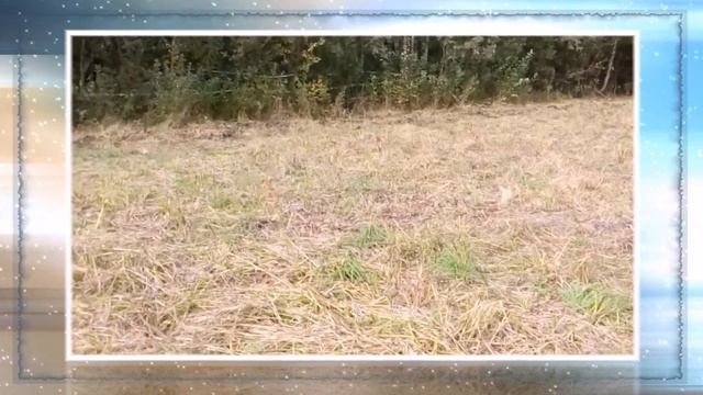 плантация ивы для создания живых изгородей из ивы смотреть онлайн