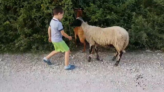 Что едят козы и чем их можно кормить ? смотреть онлайн