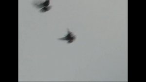 Николаевские голуби Звягина С.А. Архив ВОКГЛ Зачет-соревнование летных качеств 2011 год.