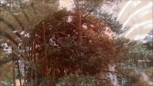 Варенье из сосновых шишек / Готовим быстро / Простой рецепт