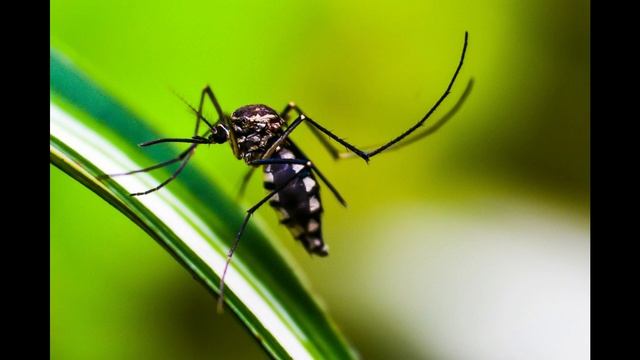ЗВУК ОТ КОМАРОВ Звук отпугивающий мух мошек комаров и иных насекомых