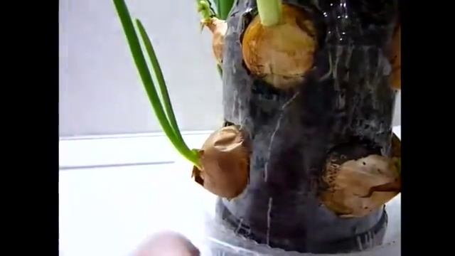 ОХАПКА ЗЕЛЕНОГО ЛУКА ЧЕРЕЗ 7 ДНЕЙ! СПОСОБ ПРОРАЩИВАНИЯ ЛУКА НА ЗЕЛЕНЬ ДОМА НА ПОДОКОННИКЕ! результБМ