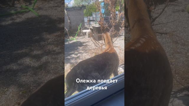 Пятнистый олень Олежка поедает деревья