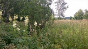 23. Таволга. Полезная трава. Часть 1.