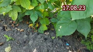 Ежевика Бжезина. Обзор сорта в пригороде Воронежа. 2023