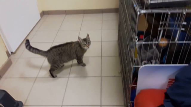 Спасённая кошка Катя -  Лечимся 