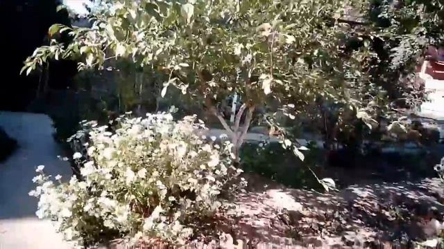 УБОРКА АМАРИЛЛИСОВ, САД ОСЕНЬЮ смотреть онлайн