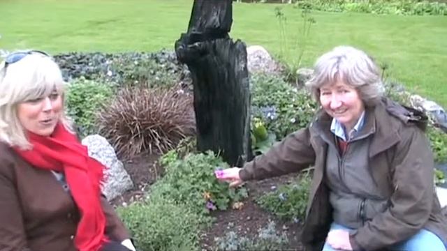 Geranium cinereum Ballerina смотреть онлайн