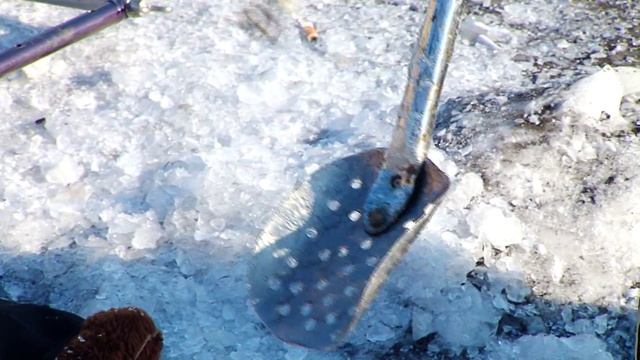 Любители зимней рыбалки отстроили на Зее картонные дома смотреть онлайн