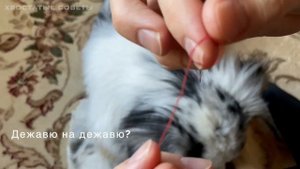 ПО ЖИЗНИ №3 — Как вытащить клеща у собаки
