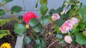 Camellia Japonica “Herme" | The Complete Guide to Growing and Caring for Camellias (红山茶花种植及养护指南)