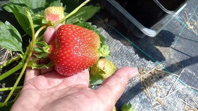 Мои новые сорта земляники садовой крупноплодной