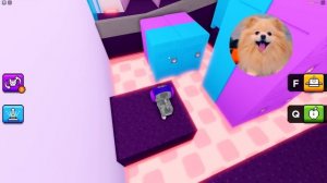 СПАСАЮ КОТИКОВ ! НАШЛА ВОЛШЕБНЫХ КОТЯТ В РОБЛОКС ! Play Cats Morphs: Friend Rescue ROBLOX