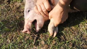 Graphic content Removing piglet nose ring. Pigs diary. Day1  #piglet #Nosering #selfsufficiency