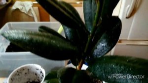 Пересаживаю фикус, как составляю грунт для своих растений