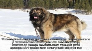 Кавказская овчарка