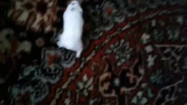 Маленький хомячок лазает по стине как скалолаз! смотреть онлайн