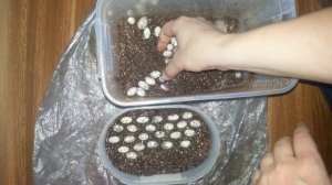 50 хамелеоньих яиц. 50 veiled chameleon eggs.(16.02.2017)