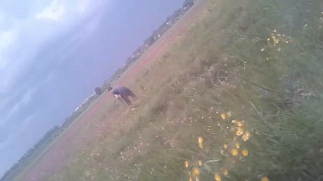 Брат собирает цветы для любимой в поле смотреть онлайн