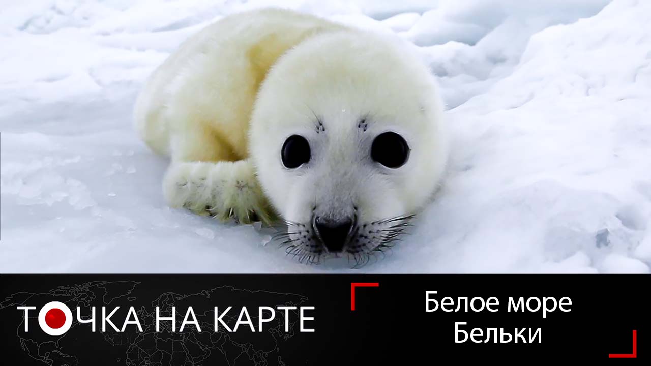 Наблюдаем за детенышами тюленей в Белом море. Как рождаются бельки?