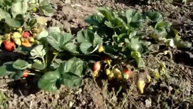 12. клубника Дивосвит (не Чудо Мира) 24.08.17 смотреть онлайн