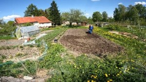 Культивация мотоблоком НЕВА-МБ2 продолжается.Жена любит на второй.Сошник.