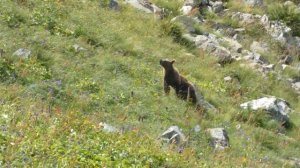 Реакция медведя на нашатырь. На тропинке повстречался медведь. Нужно было его попросить отойти.