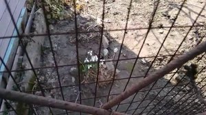Как сажать фасоль и горох?