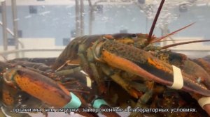 Почему замороженные лягушки оживают, а люди — нет