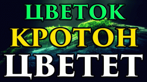 Кротон цветет - примета ? - Маг Fose