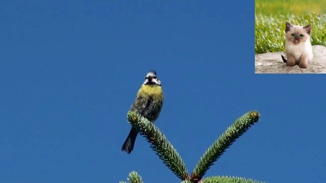 Лазоревка - Parus caeruleus.mp4