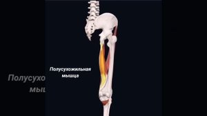 Гусиная лапка