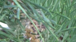 паук крестовик как паук плетет паутину от начала до конца как пауки делают паутину